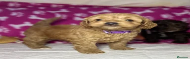 Cockapoo 5