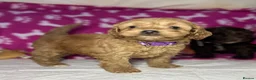 Cockapoo dogs for sale: Cockerpoo puppies  - Advert 17