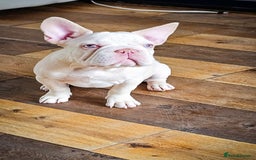 French Bulldog dogs for sale: Premier French Bulldog litter  - Image 3