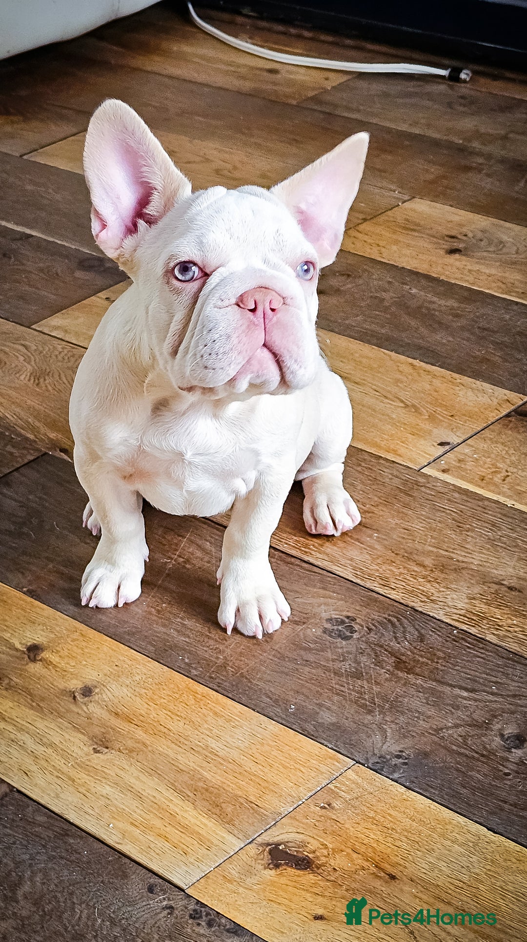 French Bulldog dogs for sale: Premier French Bulldog litter  - Image 3
