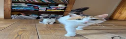 Mixed Breed cats for sale: Well-socialised Black & white female kitten  in Aberfeldy - Advert 3