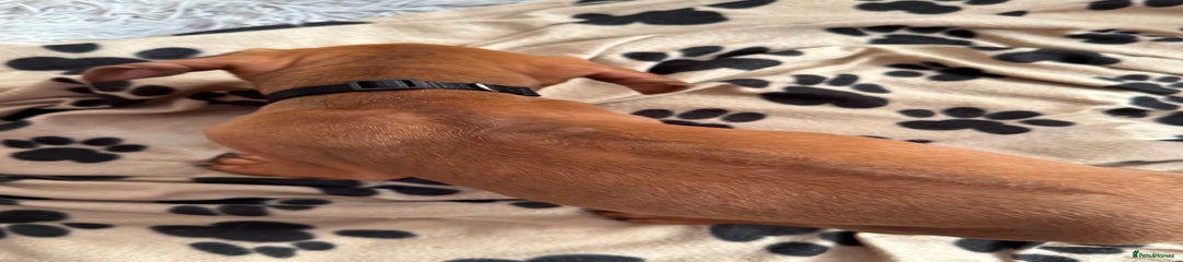 Rhodesian Ridgeback Puppy 3