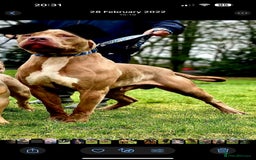 Mixed Breed dogs for sale: 4 year old male bully cross - Advert 2