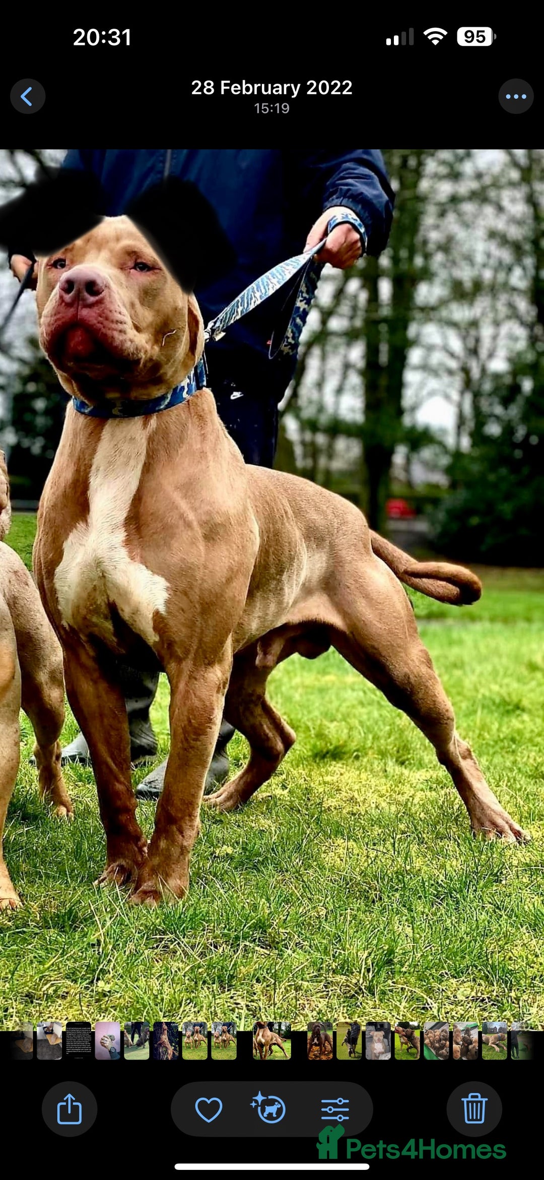 Mixed Breed dogs for sale: 4 year old male bully cross - Advert 2