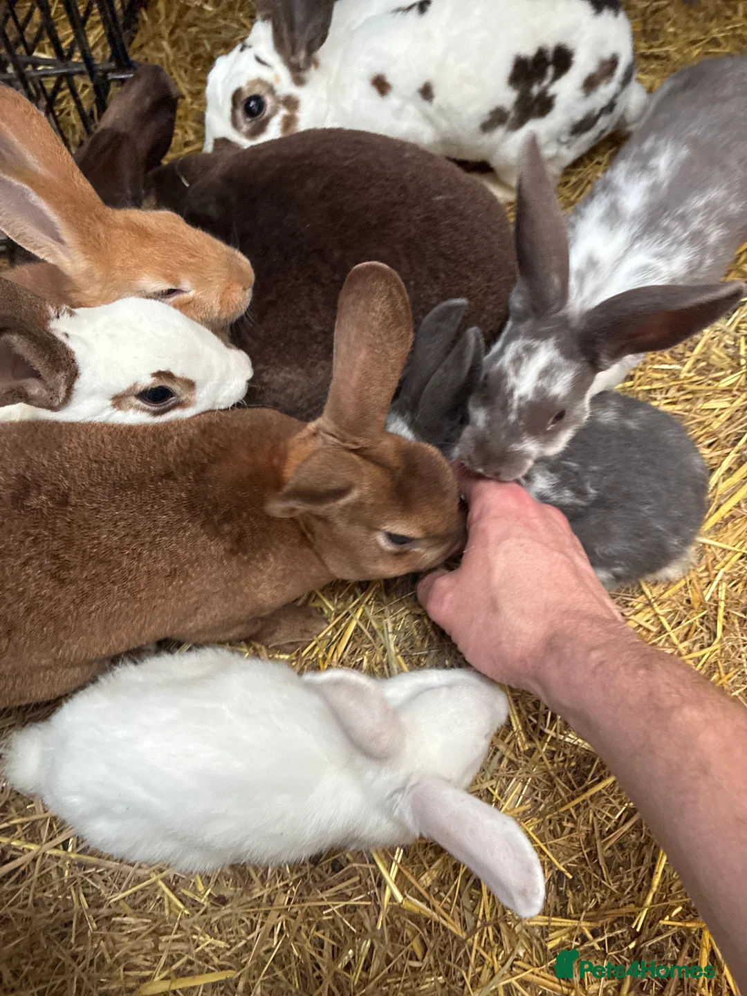 Mixed Breed rabbits for sale: Very friendly Rex, velvet & mixed bunnies  - Advert 4