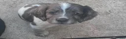 Sprocker dogs for sale: Sprocker puppies  - Advert 19
