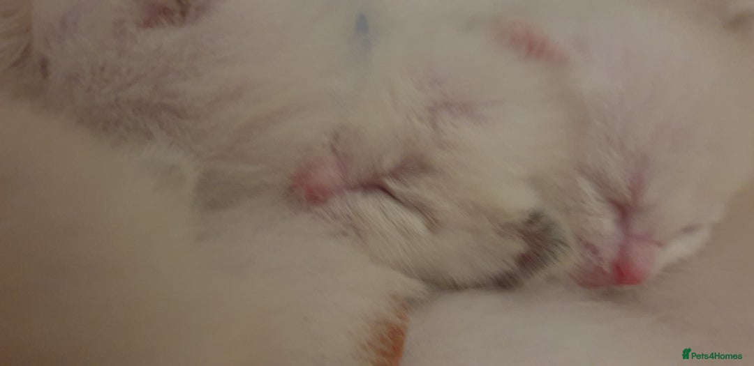 Ragamese cats for sale: Beautiful Ragamese Kittens  - Advert 20