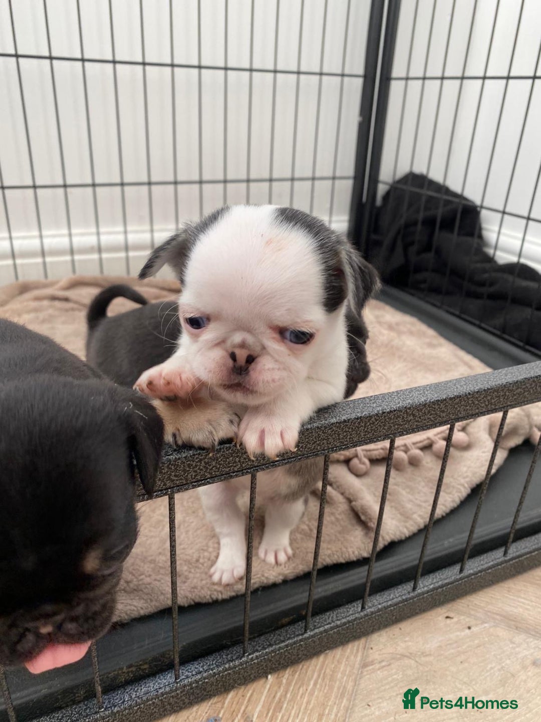 Pug dogs for sale: Puppy pugs! - Advert 11