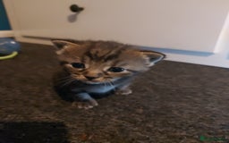 Mixed Breed cats for sale: 4 beautiful kittens - Image 17