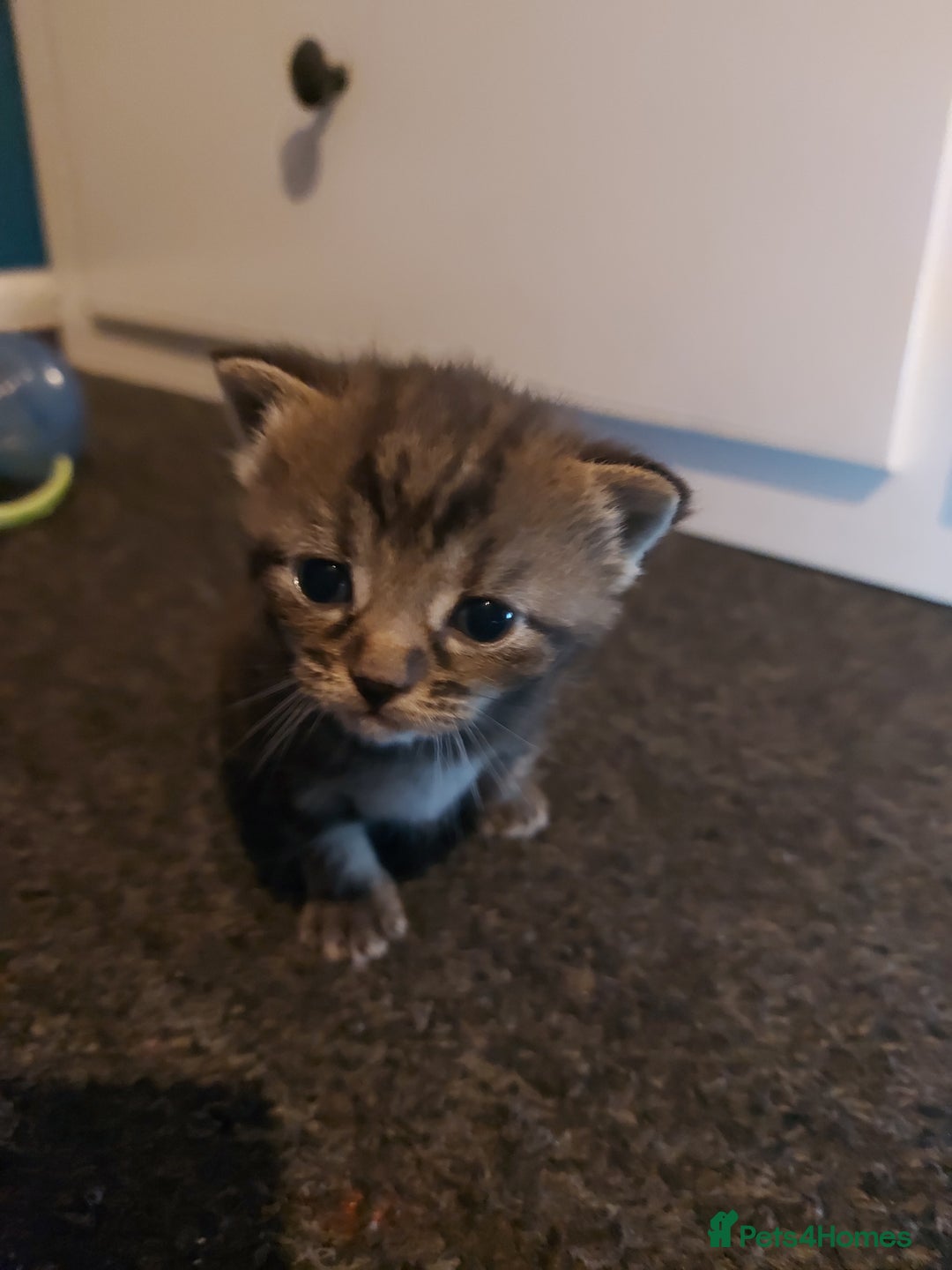 Mixed Breed cats for sale: 4 beautiful kittens - Image 17