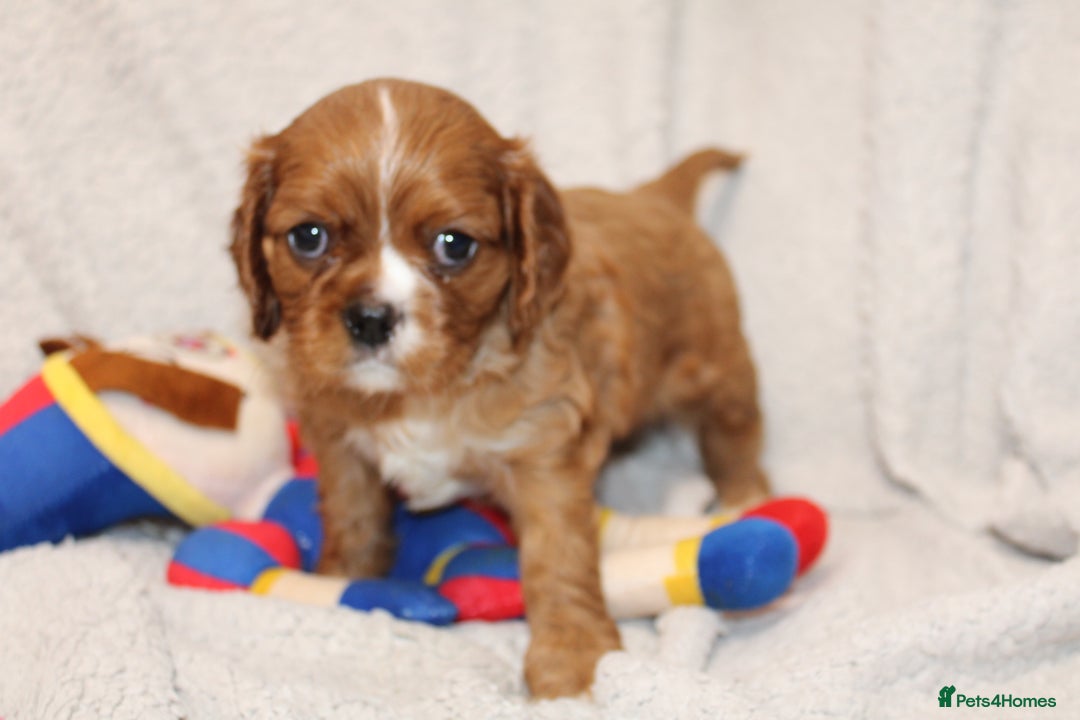 Cavalier King Charles Spaniel dogs for sale: Beautiful Cavalier king charles spaniel puppies - Image 16