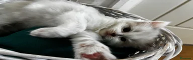 Ragdoll Kitten 3