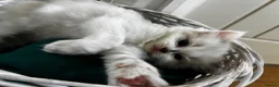 Ragdoll cats for sale: Ragdoll kittens - Advert 3