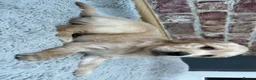 Golden Retriever dogs for sale: 1 Beautiful Golden Retriever Girl Left 😍🩷 - Advert 31