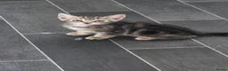 Mixed Breed cats for sale: Tabby Female Kitten - Advert 5