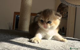 Scottish Fold cats for sale: 🐾Golden Teddy Bears – Ready for Reservation - Image 18