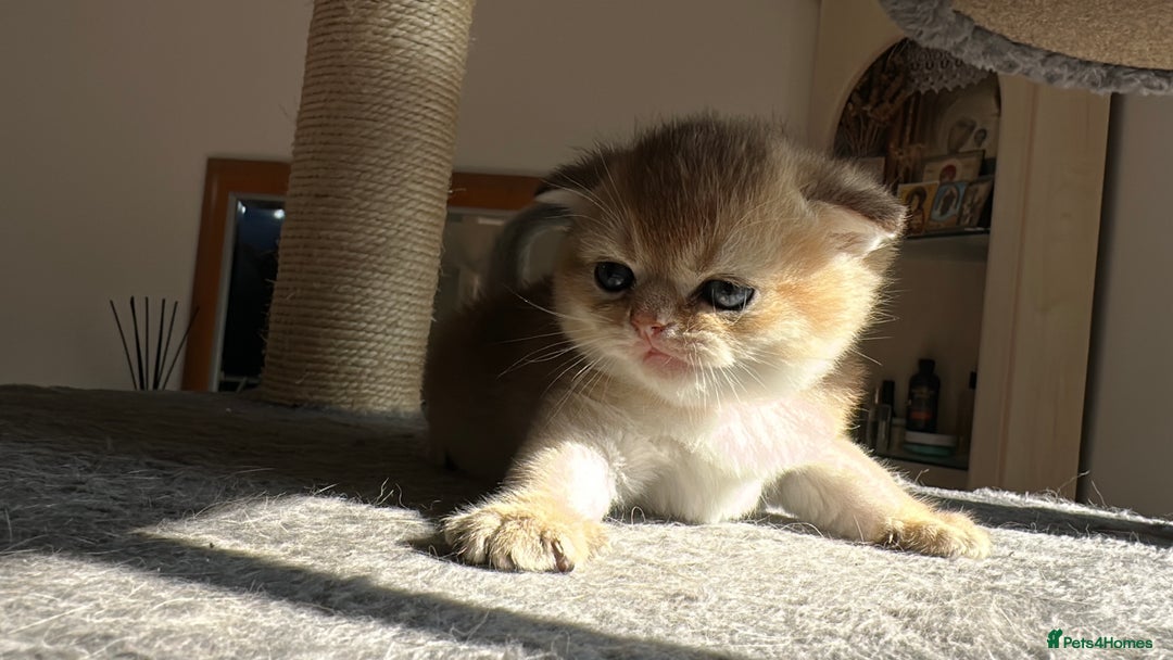 Scottish Fold cats for sale: 🐾Golden Teddy Bears – Ready for Reservation - Image 18