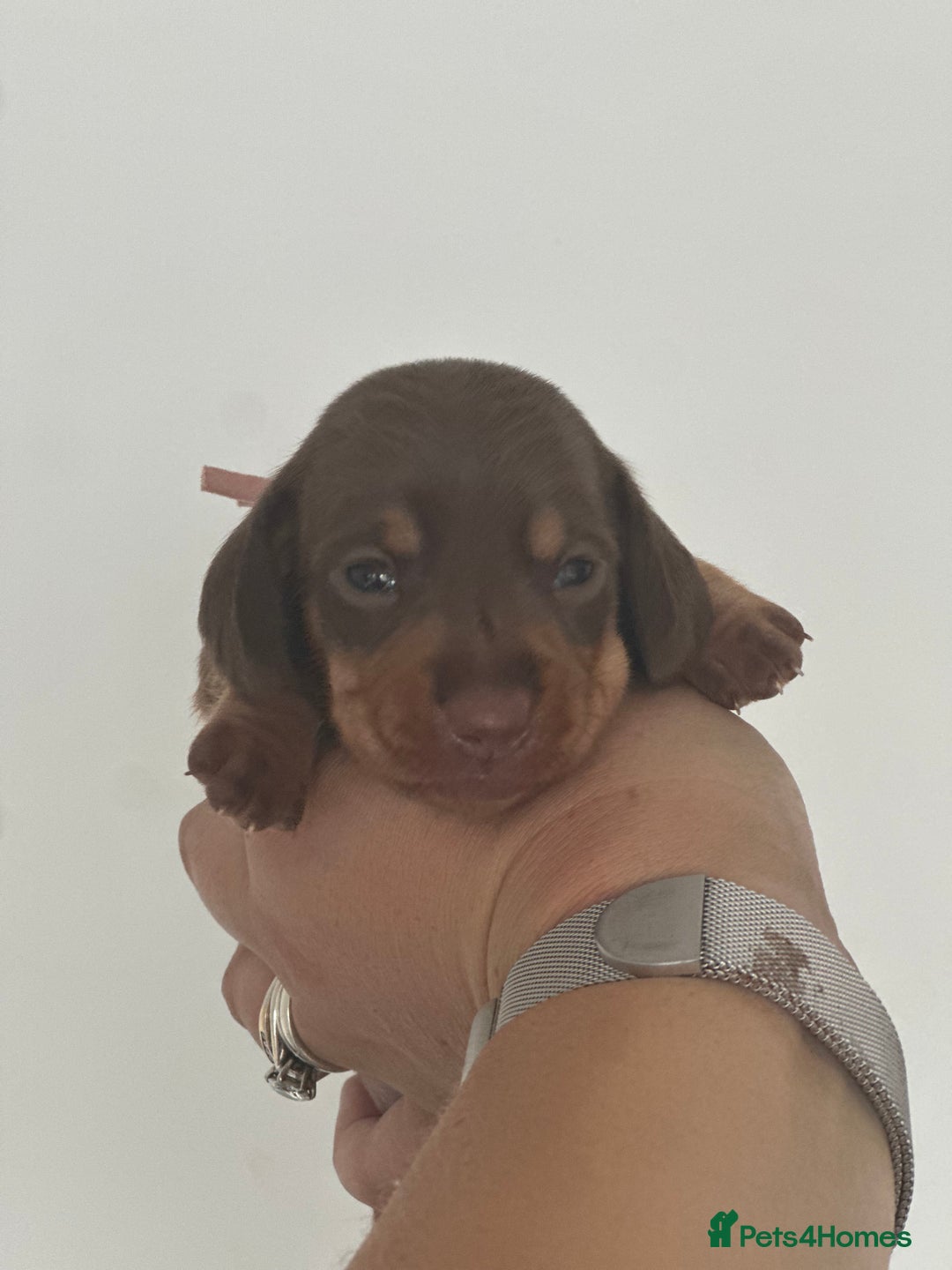 Miniature Dachshund dogs for sale: Smooth haired Miniature Dachshund - Image 9