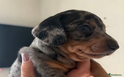 Dachshund dogs for sale: Mini  - Image 14