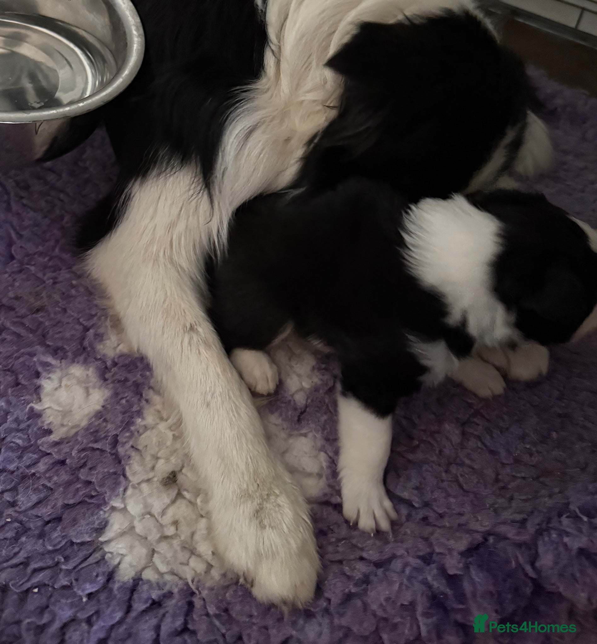 Border Collie dogs 1 stunning traditional long coated boy  - Advert 1