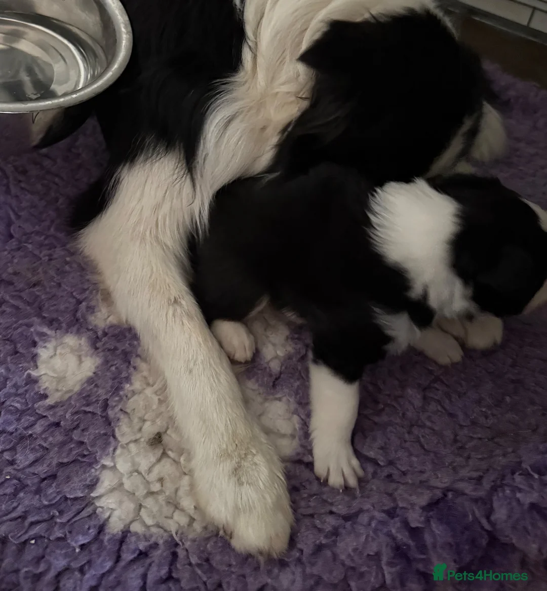 Border Collie dogs for sale: 1 stunning traditional long coated boy  - Advert 1