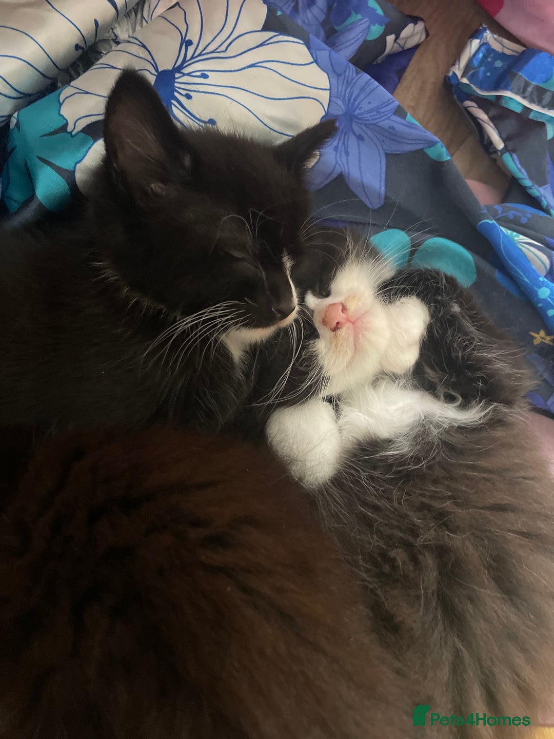 Mixed Breed cats for sale: Three long hair one short tuxedo kittens - Image 12