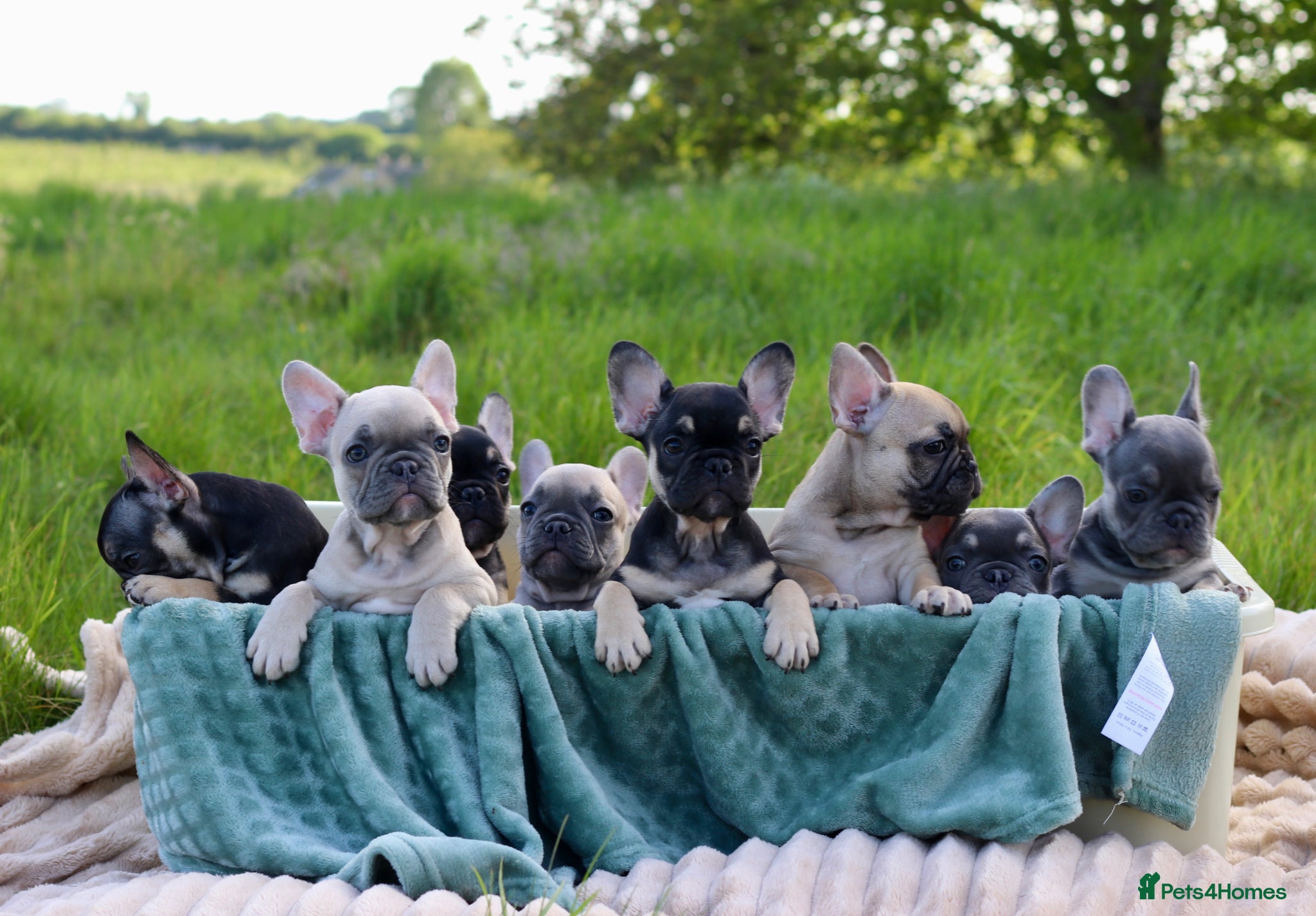 French Bulldog dogs KC Lilac, Black Tan French Bulldog - Advert 5