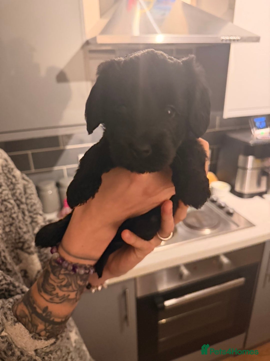 Cockapoo dogs for sale: Cockapoo pups - Advert 3