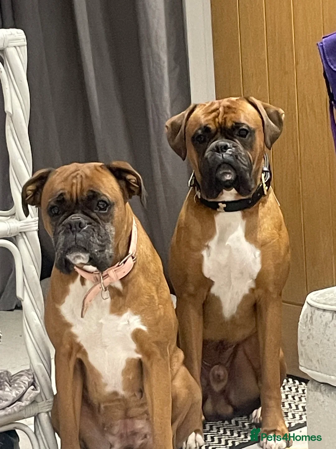 Boxer dogs for stud: 🐶Tony🐶 Boxer for stud  - Advert 2