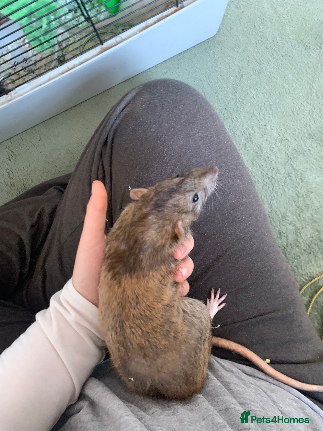 Rat rodents for sale: Dustin and Eddie are looking for a new home. - Advert 4