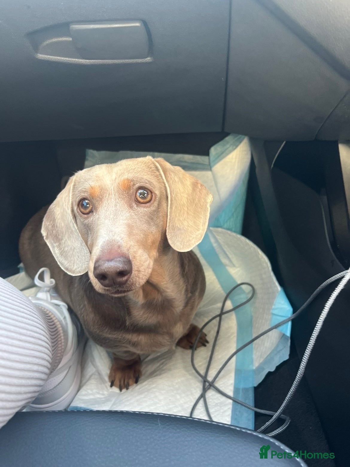 Miniature Dachshund dogs Adult dog for rehoming  - Advert 4