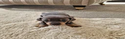 Miniature Dachshund dogs for sale: Miniture dashhound puppies in Driffield - Advert 5