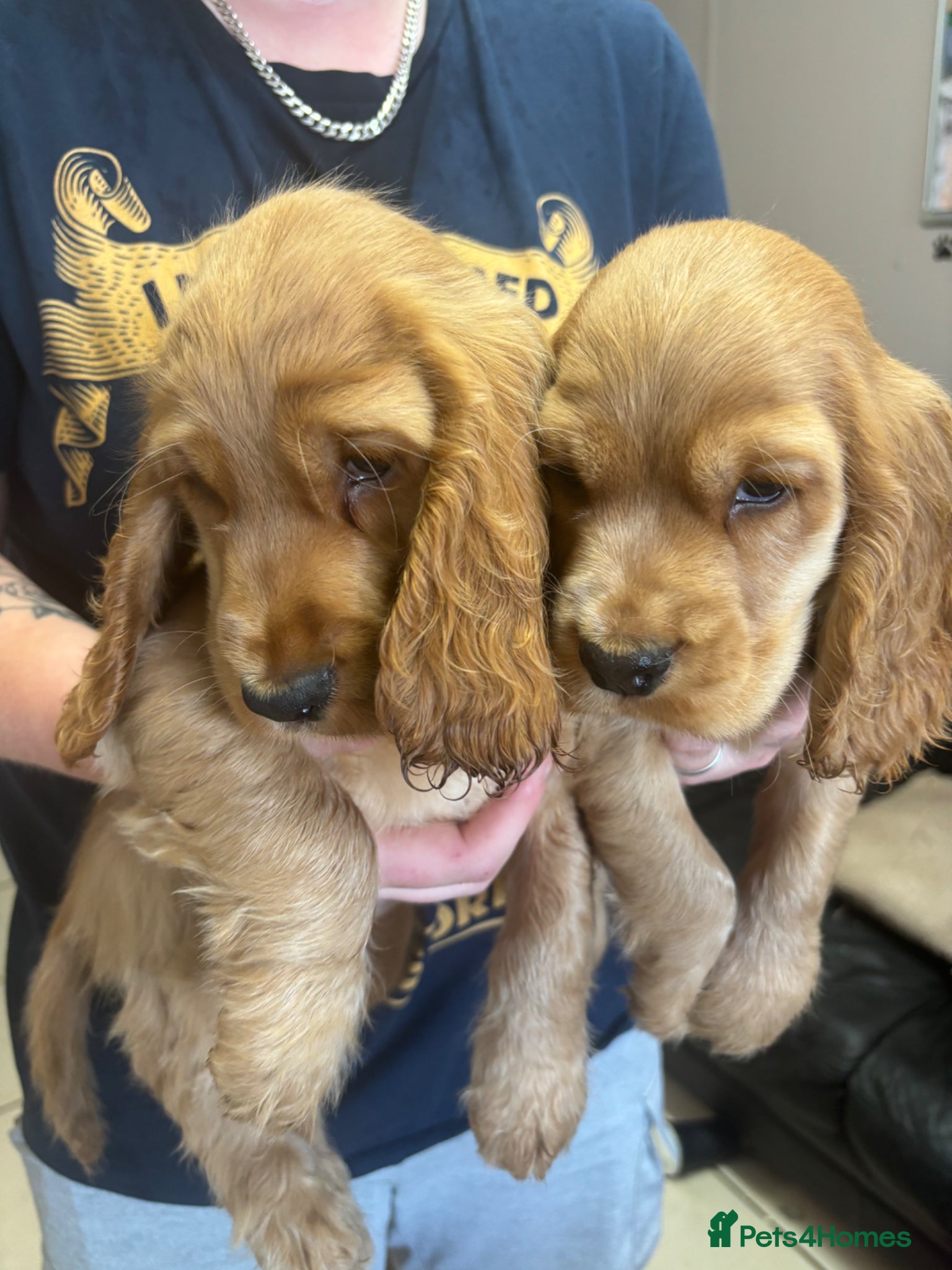 Cocker Spaniel dogs Show Type English Cocker Spaniel Puppies for sale  - Advert 1
