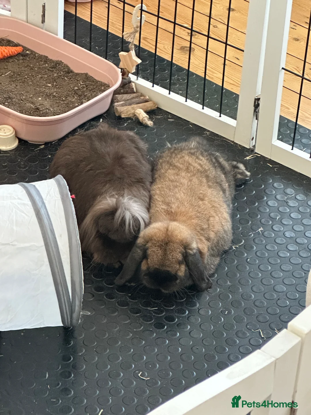 Mini Lop rabbits for sale: Gorgeous 1 Year Old Mini Lop For Rehoming  in London - Advert 7