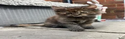 Maine Coon cats for sale: Beautiful Half Maine coon kittens  - Advert 21