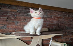 Maine Coon cats for sale: Reduced price- Last 2x Kittes - TICA MaineCoon - Image 19