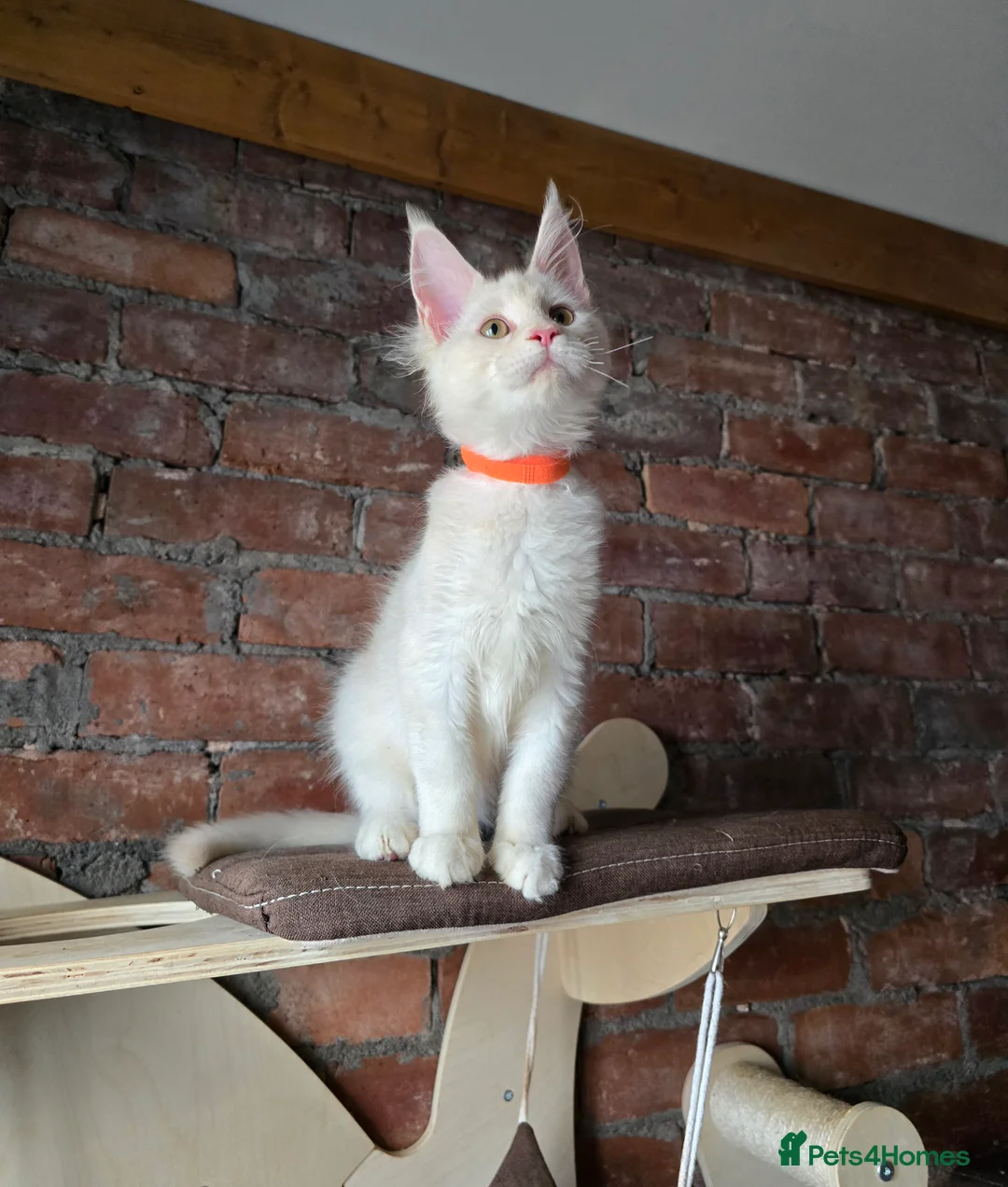 Maine Coon cats for sale: TICA MaineCoon Boy - Neutered  - Advert 18