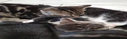 Mixed Breed cats for sale: Kittens ready now,  - Advert 25