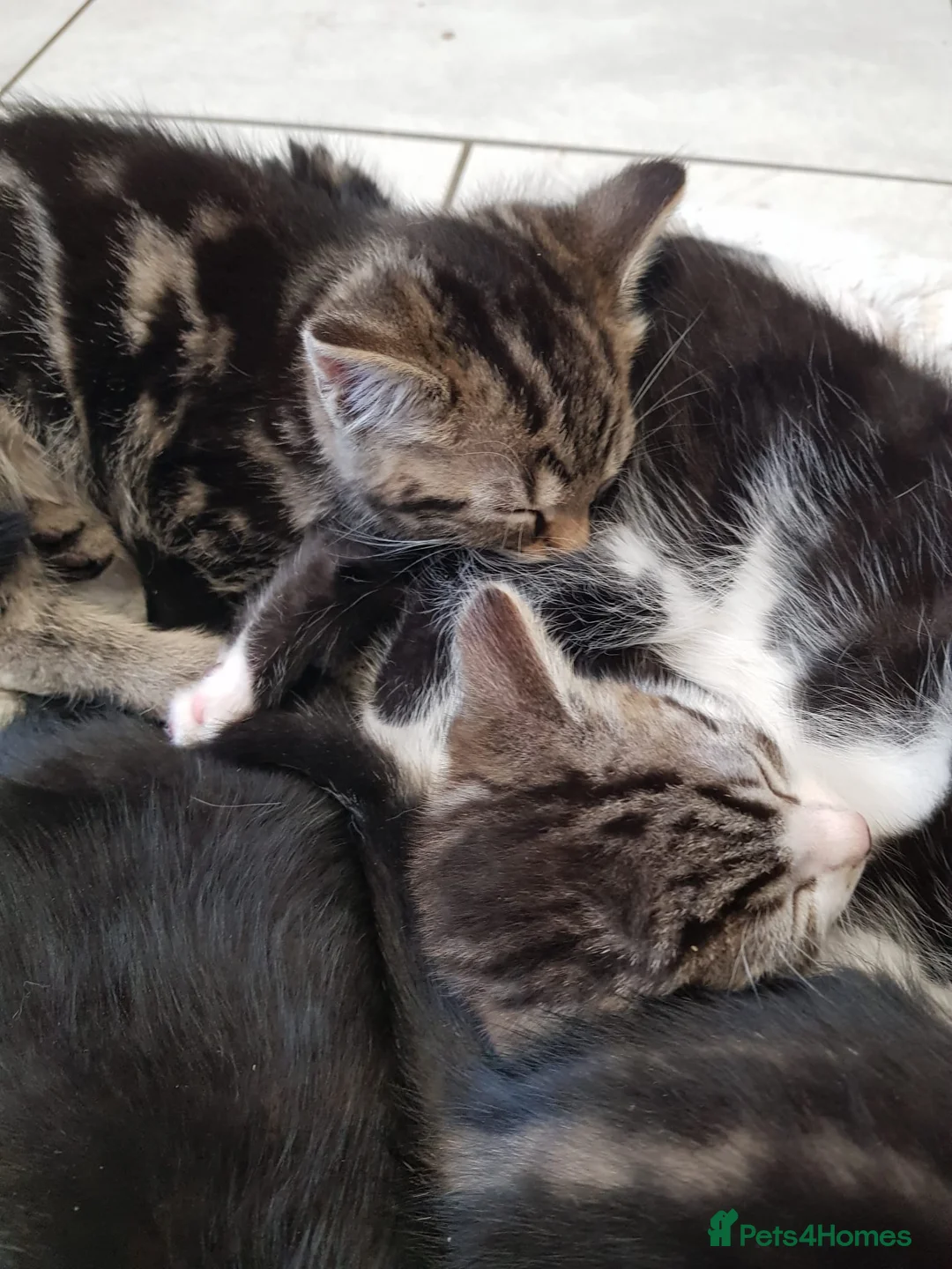 Mixed Breed cats for sale: Kittens ready now,  - Advert 25