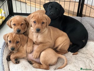Labrador Retriever dogs Ready Now *2 left* Labrador Puppies - Advert 1
