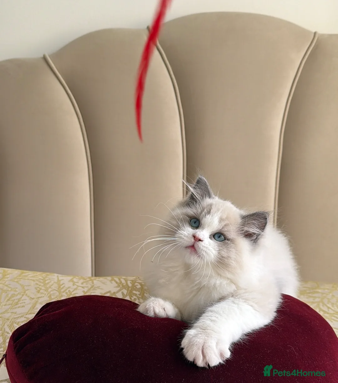 Ragdoll cats for sale: Blue Bicolour Ragdoll Male kitten - Advert 1