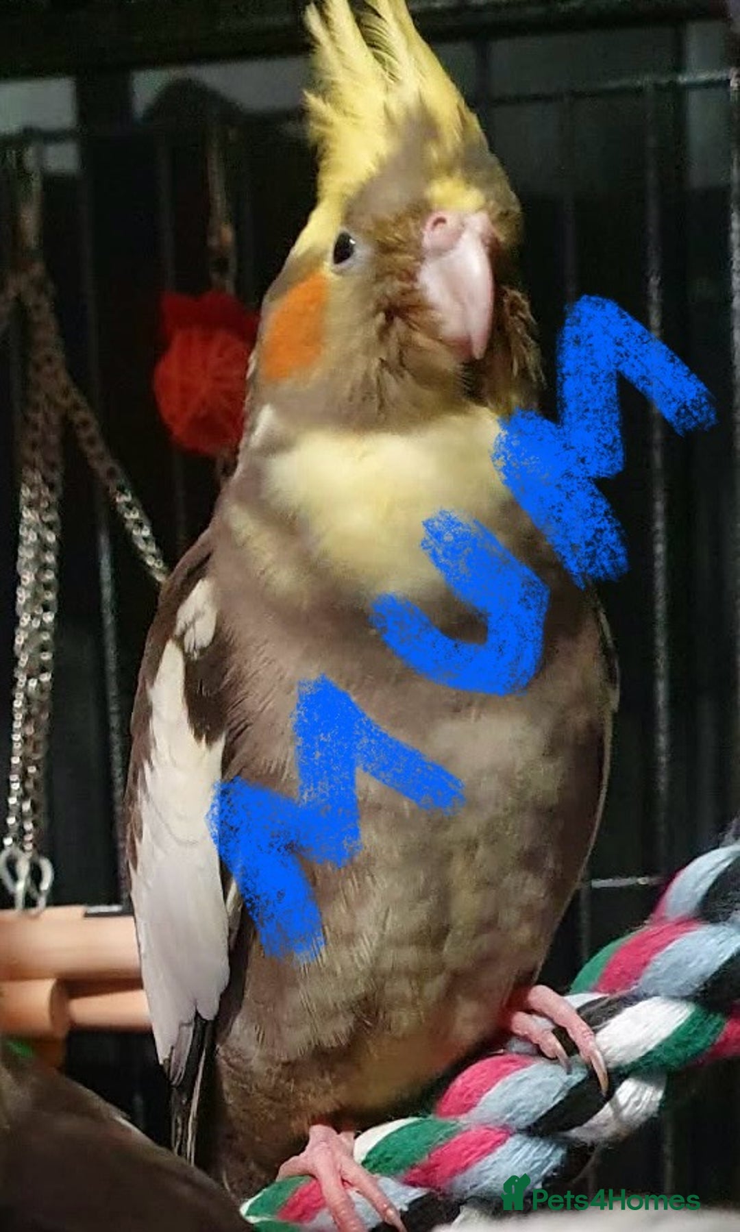 Cockatiels birds for sale:  Baby Cockatiels for sale - Advert 8