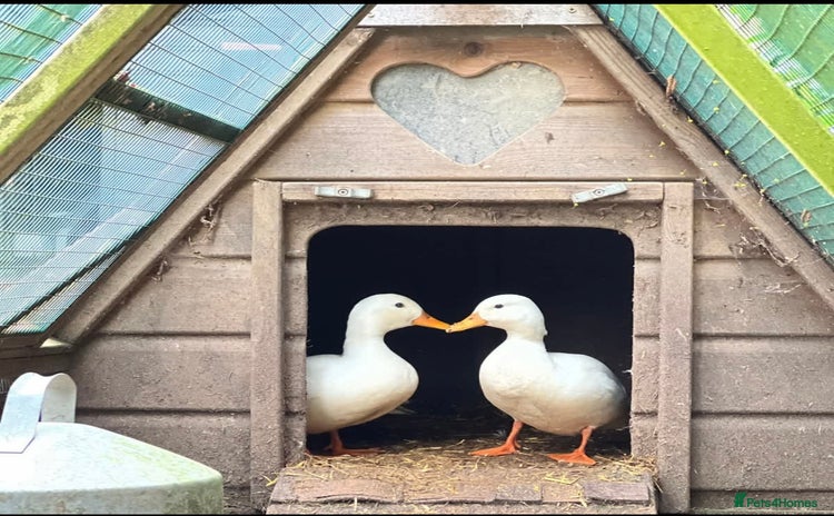 Ducks poultry - Advert 2