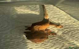 Gecko reptiles for sale: Baby Crested Geckos - Advert 6