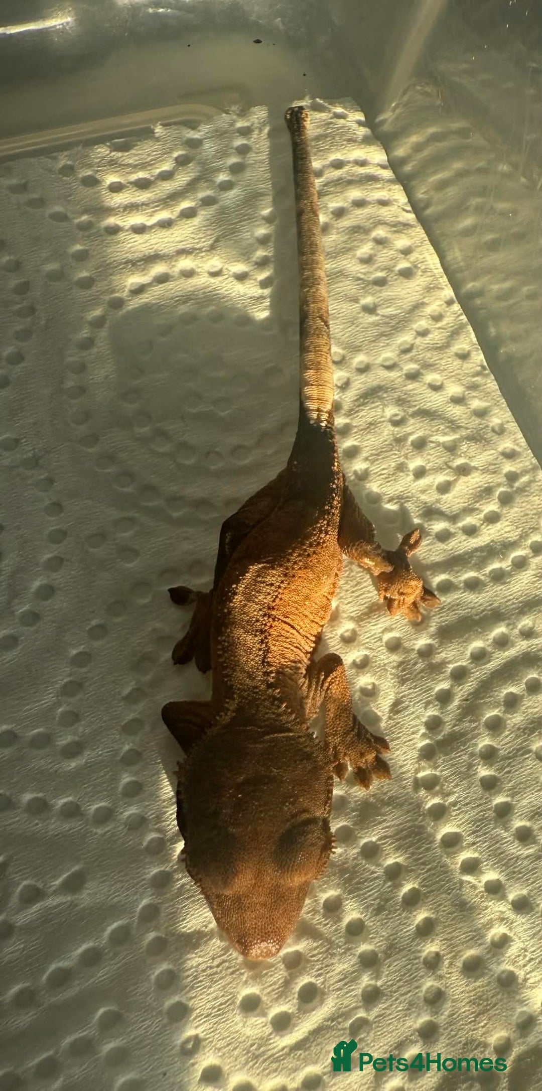 Gecko reptiles for sale: Baby Crested Geckos - Advert 6