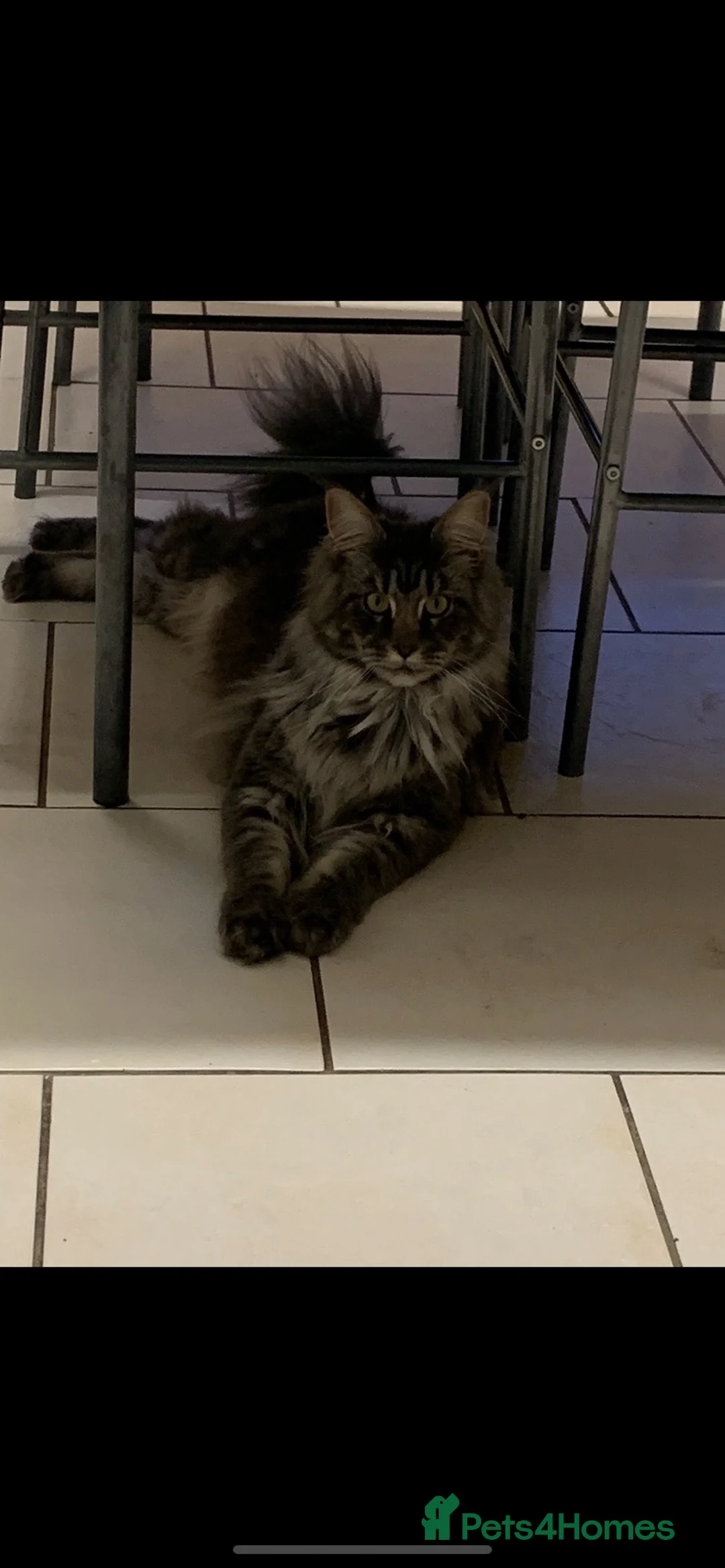 Maine Coon cats for sale: Beautiful Maine coon kittens  - Advert 22