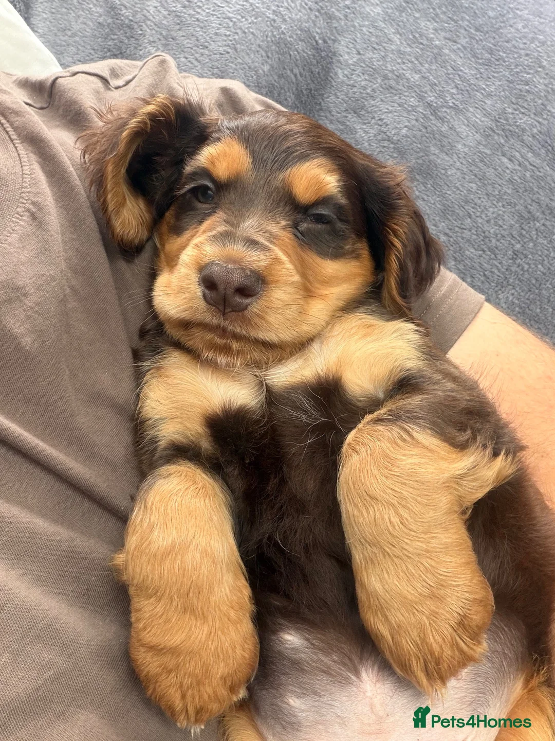 Cocker Spaniel dogs for sale: Chocolate/Tan Working Cocker Spaniel Puppy - Advert 2