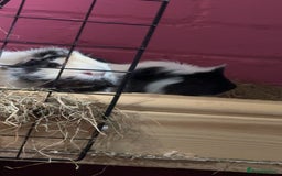 Guinea Pig rodents for sale: Male Guineapigs for sale  - Image 3