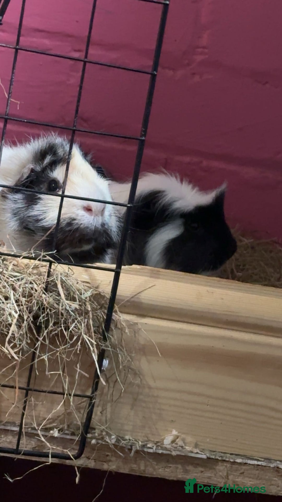 Guinea Pig rodents for sale: Male Guineapigs for sale  - Image 3