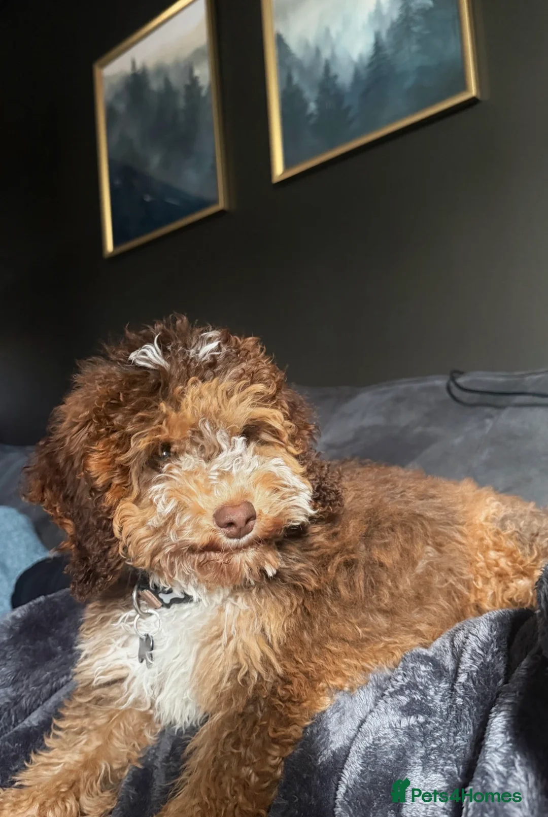 Cockapoo dogs for sale: Roxy - 5M cockapoo  - Advert 1